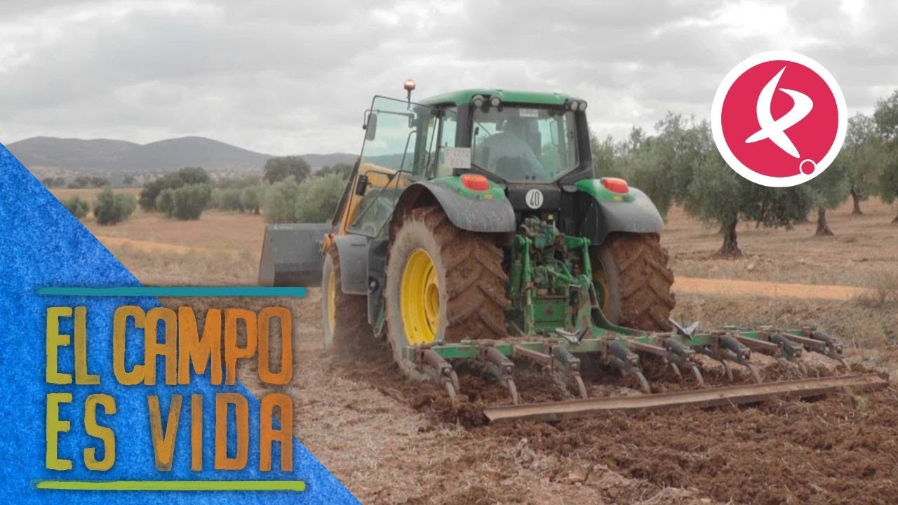 Lo que antes eran las mulas ahora son los caballos del tractor | El campo es vida