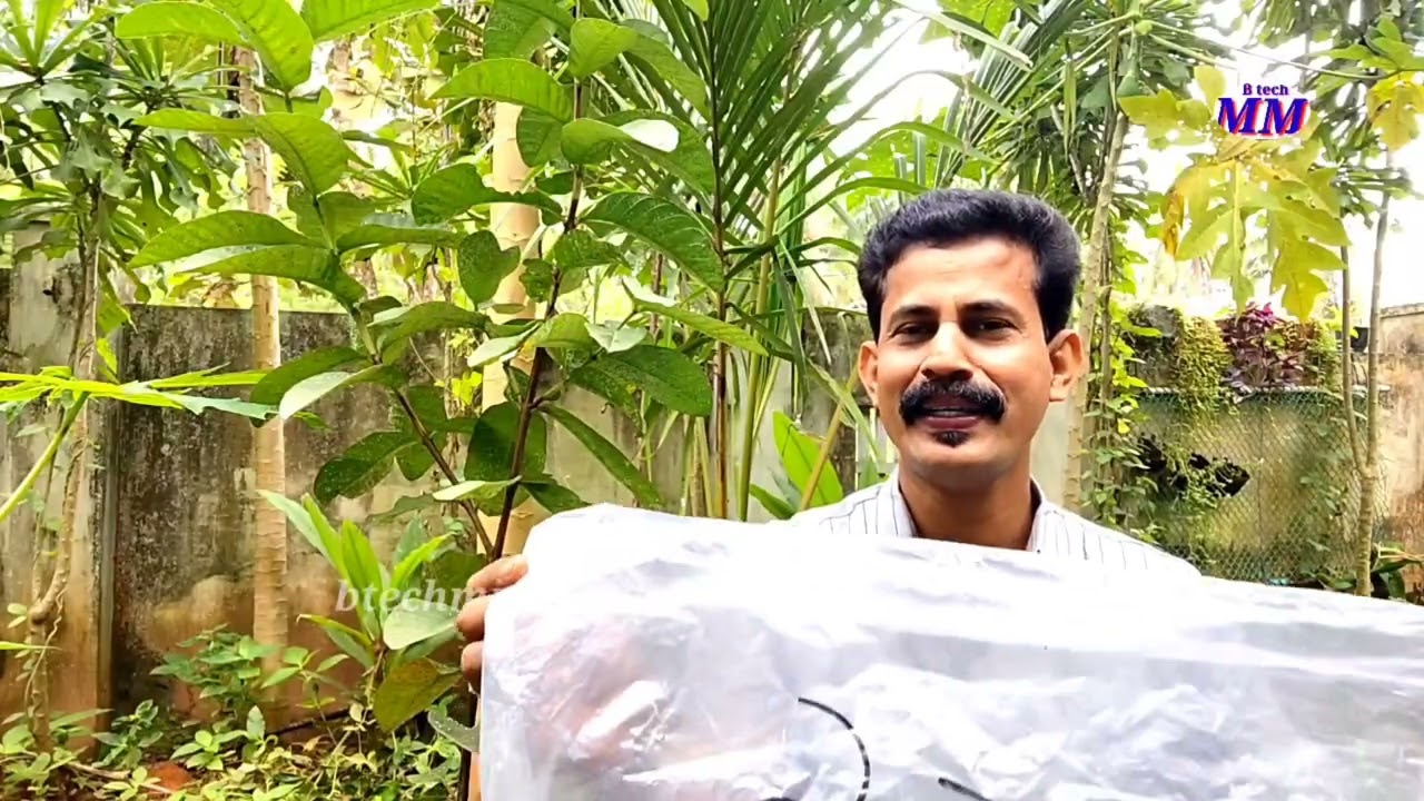 വെള്ളീച്ചയെ തുരത്താം ഈസിയായി how to remove white fly fast #വെള്ളീച്ച #whiteflay #vegetableplants