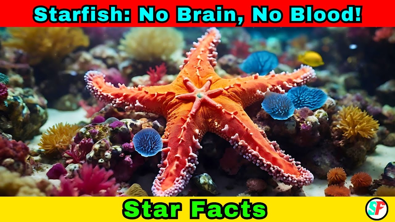 The Fascinating World of Starfish: No Brain, No Blood! | Star Facts