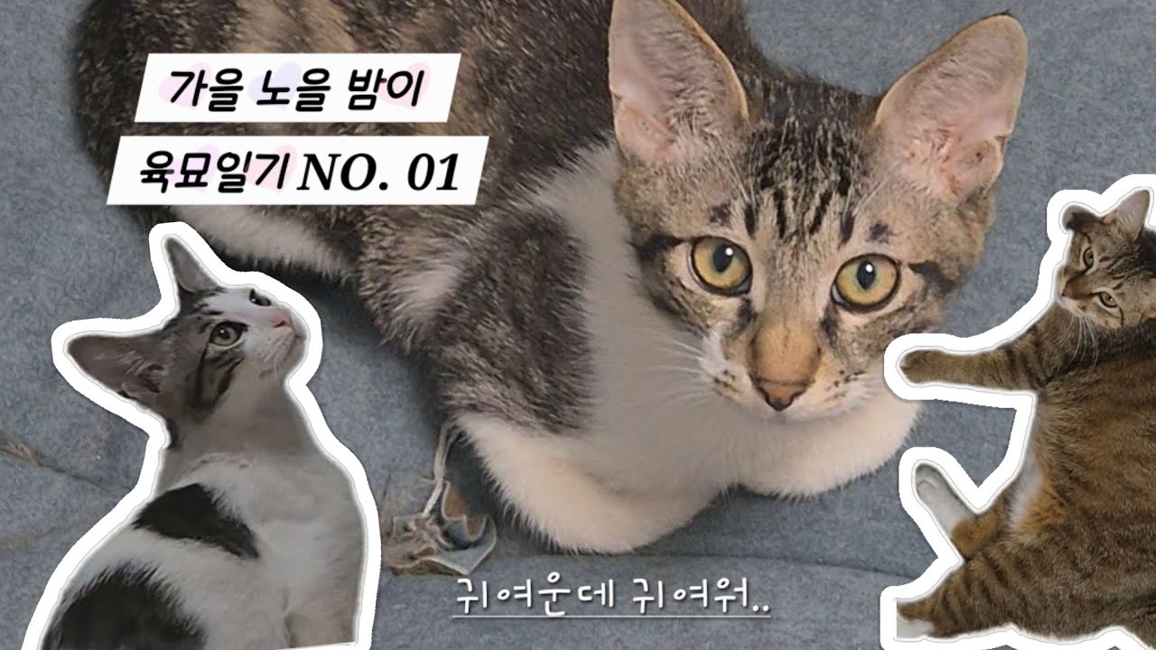 가을노을밤이 육묘일기 NO.01 _아침 일과편