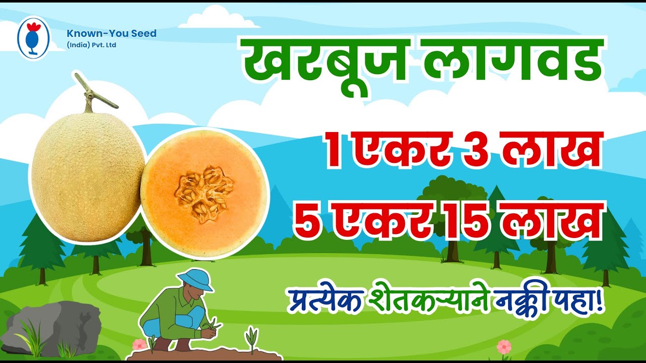 खरबूज (कुंदन) - एक गोड आणि रसाळ आनंद | वैशिष्ट्ये, फायदे आणि वाढण्याच्या टिप्स