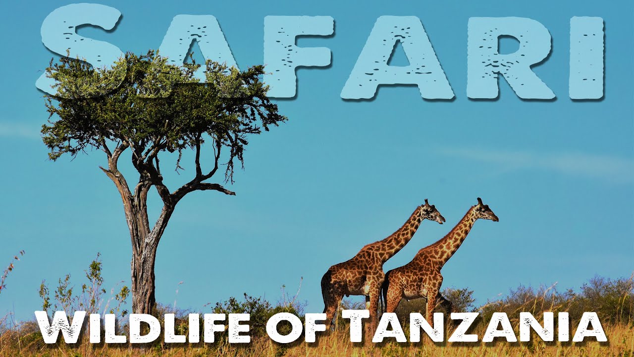 Wildlife in Tanzania - Photographic Safari Selous and Masailand 2020. Covid 19 did not hold me back.