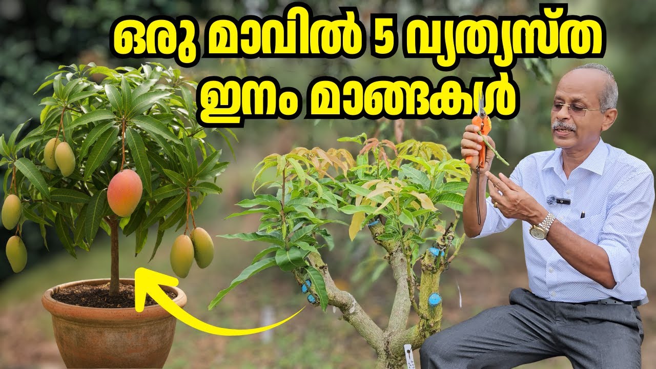 Multigrafting : Grow 5 Varieties on 1 Tree | Dr Johny Thomas | Mango Hives