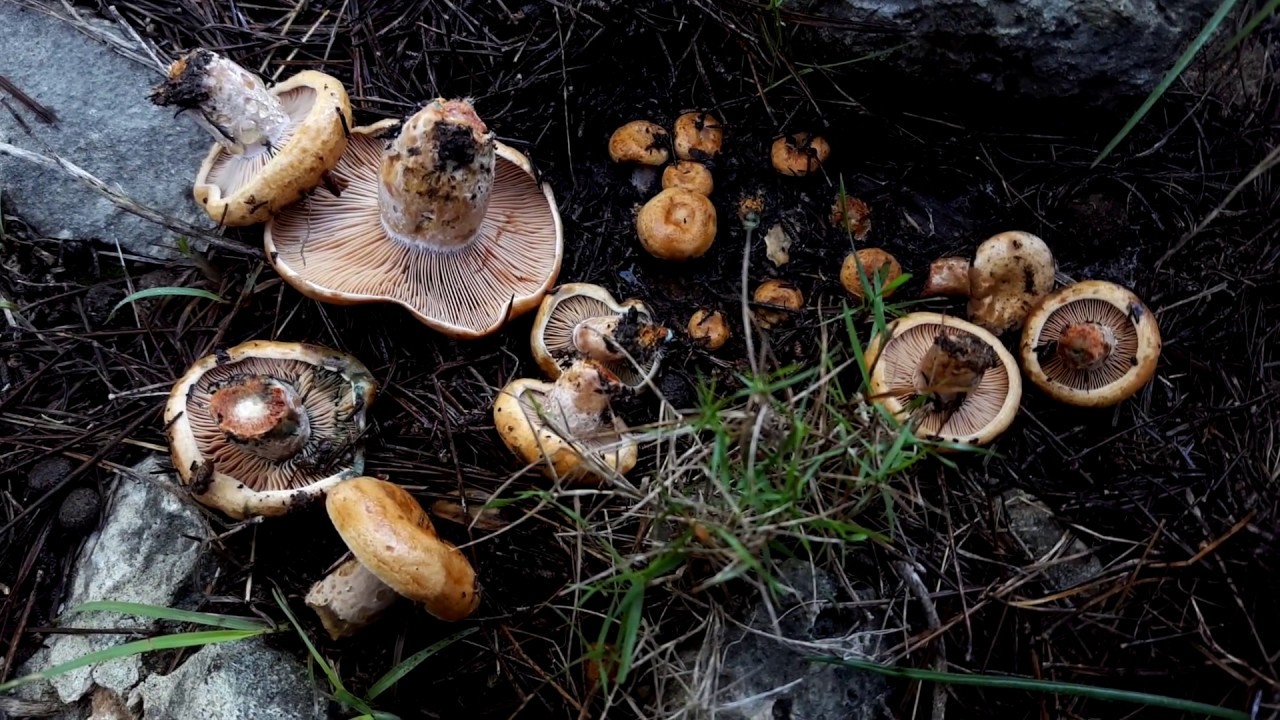 El porque es mejor arrancar que cortar.