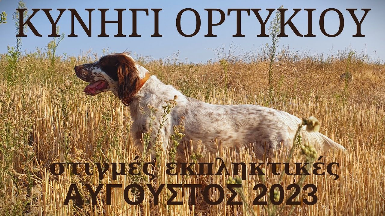 ΚΥΝΗΓΙ ΟΡΤΥΚΙΟΥ στιγμές εκπληκτικές-ΑΥΓΟΥΣΤΟΣ 2023 QUAIL HUNTING amazing moments-AUGUST 2023