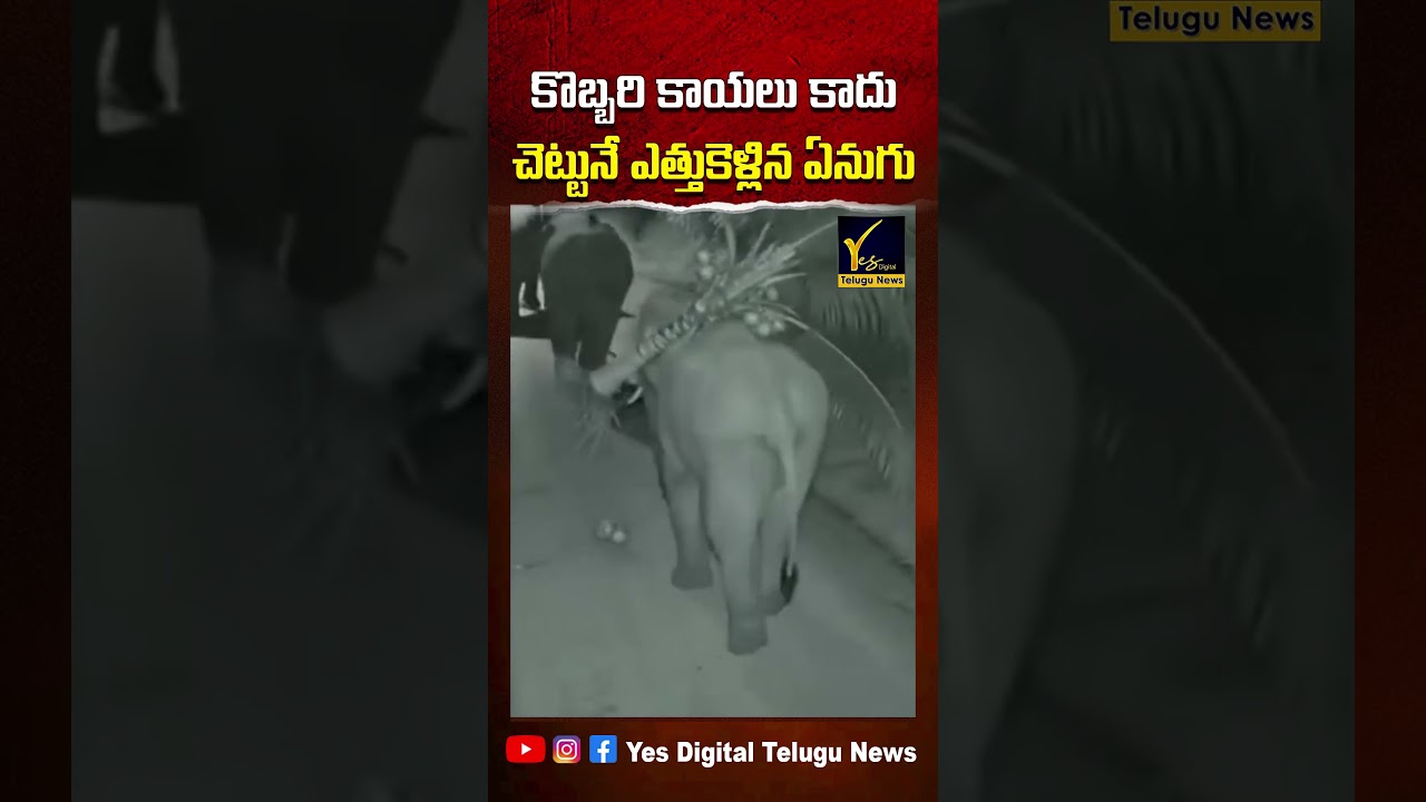 Elephant Uproots Entire Coconut Tree! 😱 | Shocking CCTV Footage | Wild Elephant Viral Video