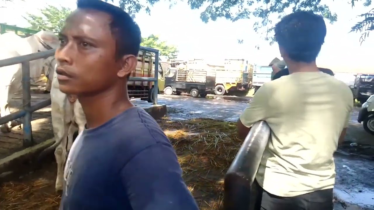 Pantau Dahulu !!! Cara para juragan memastikan Sapi Yang Diminati
