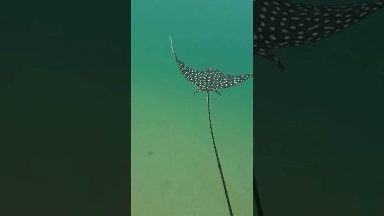 Mantarraya 👀