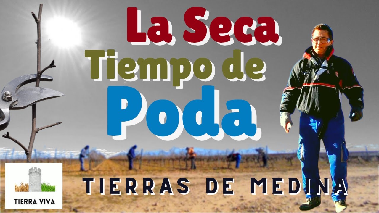 Temporada de poda en La Seca, cuna del Verdejo, 🍇 Valladolid