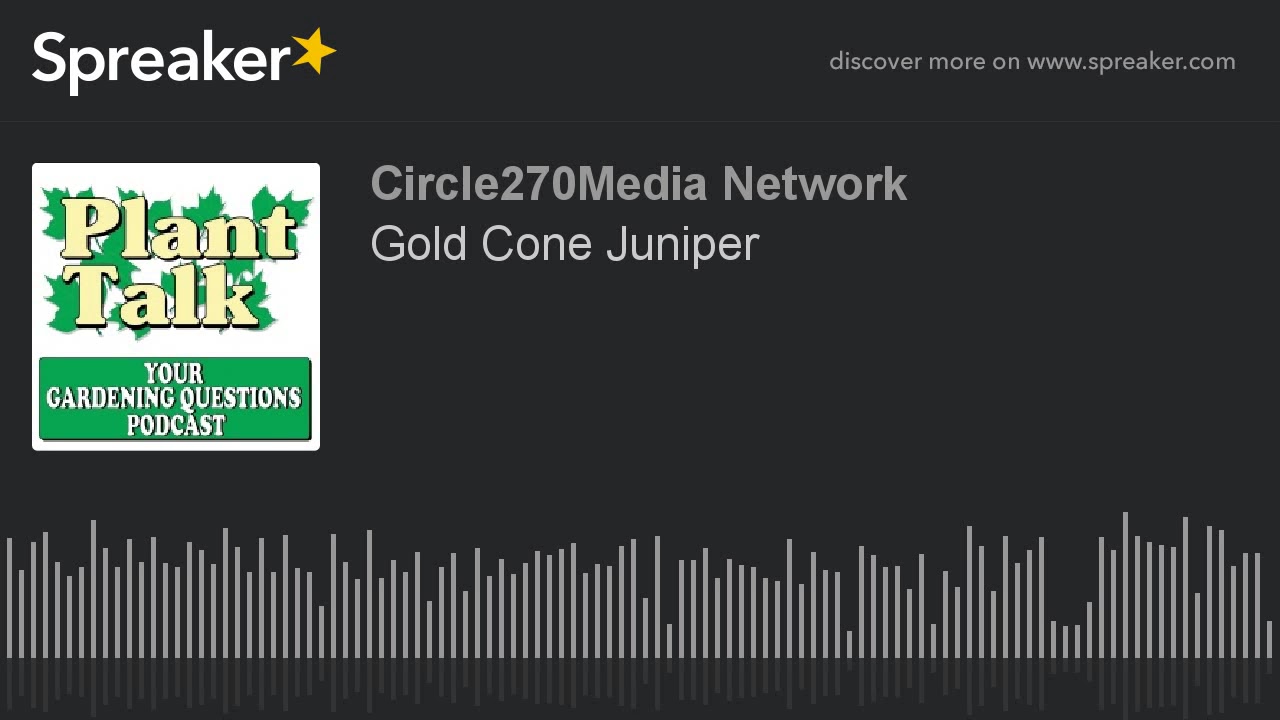 Gold Cone Juniper