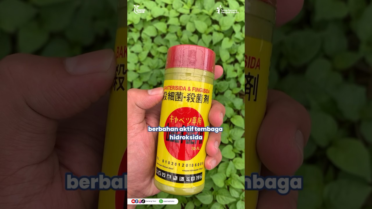 Penanganan busuk batang #tips #pertanian #busukbatang  #cabai #jamur #penyakit #petani #tanaman #id