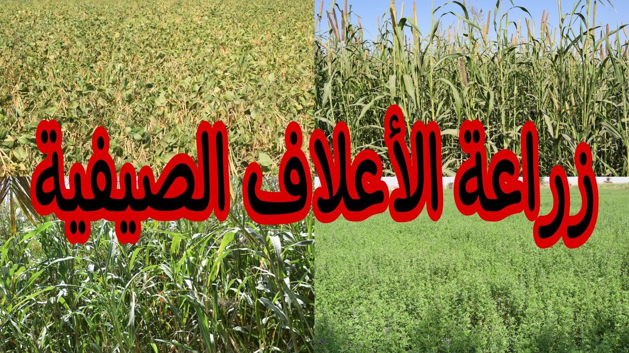 زراعة الأعلاف الصيفية