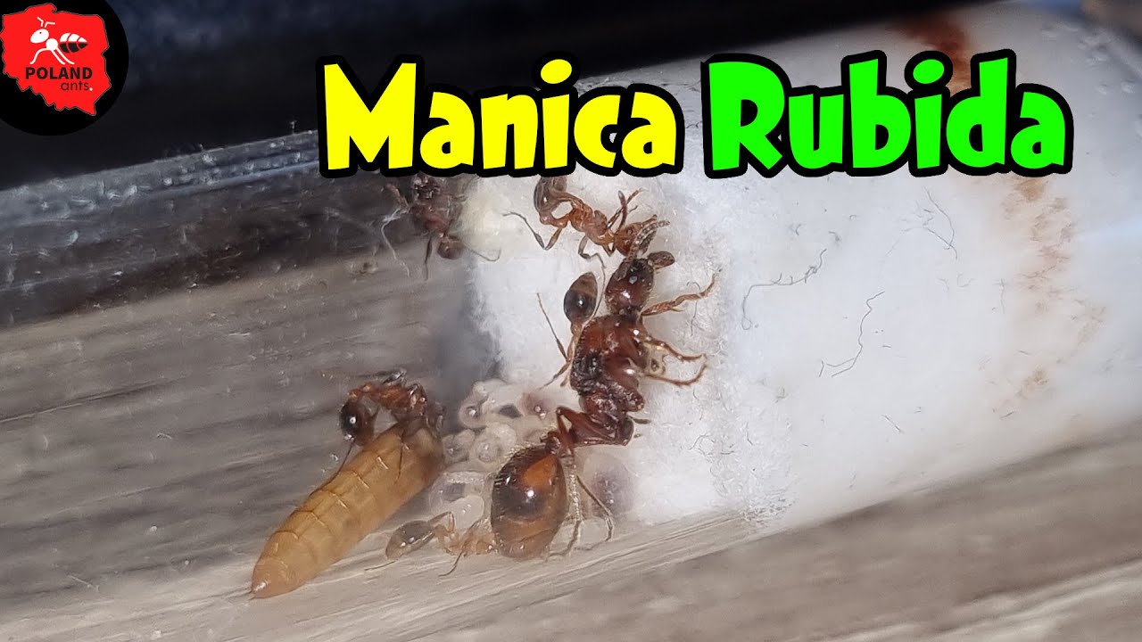 [Mrówki] Manica rubida - szybki rozwój kolonii :O