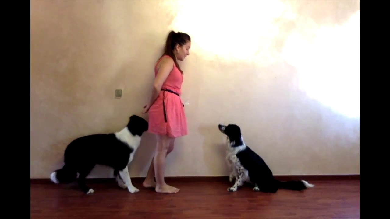 Addestramento cane - TERRA - Insegnamento ed errori