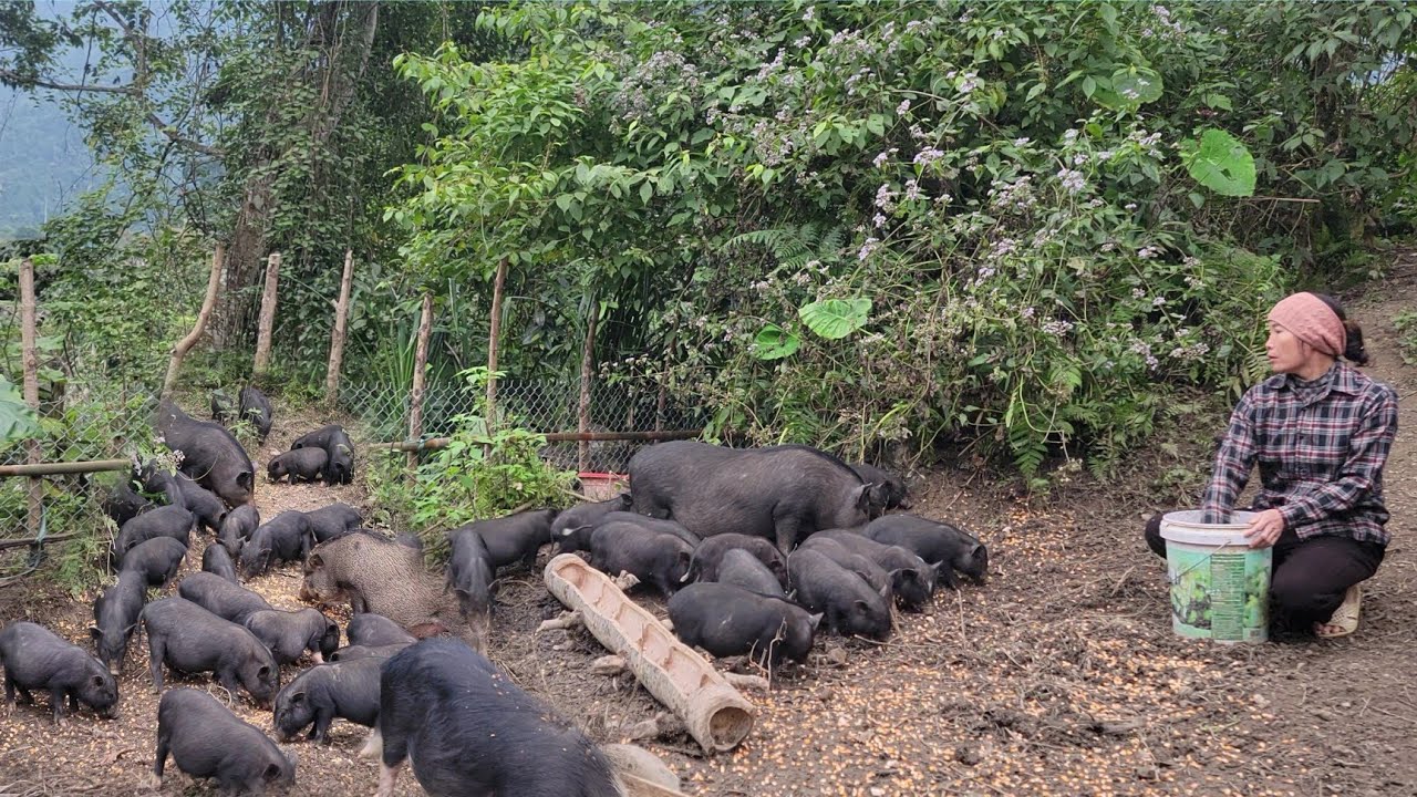 The woman moved the pigs to their new home and took care of the piglets.