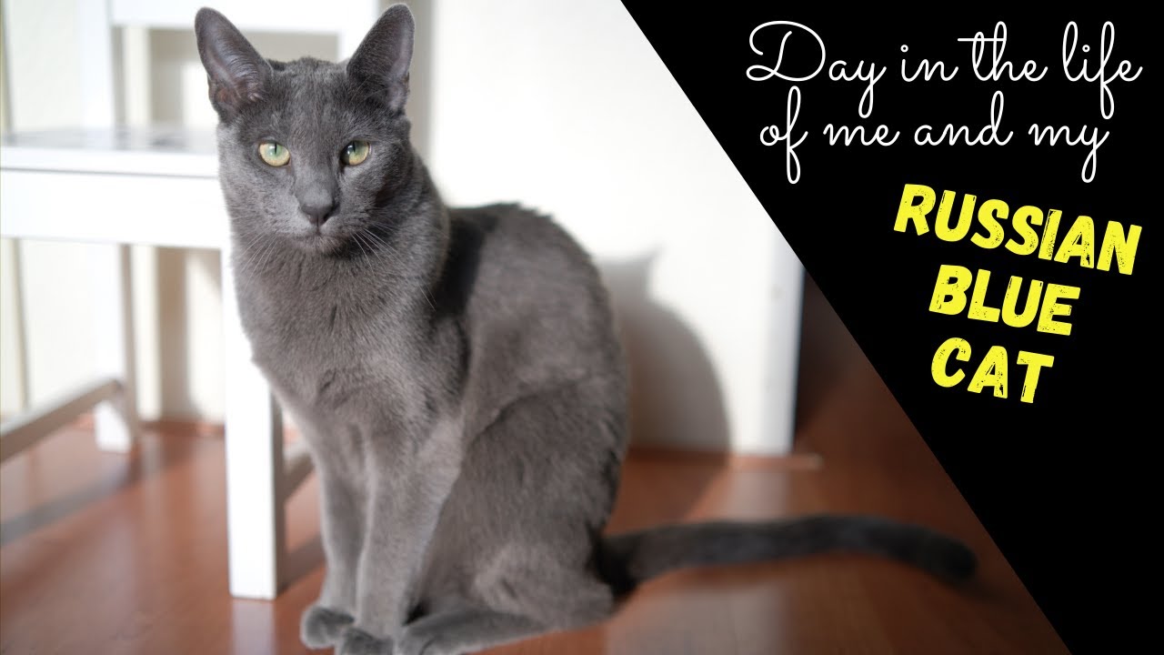 A DAY IN THE LIFE OF ME AND NEJI, MY RUSSIAN BLUE CAT