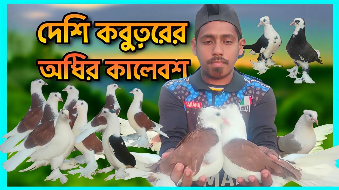 অস্থির দেশি কবুতরের কালেকশন