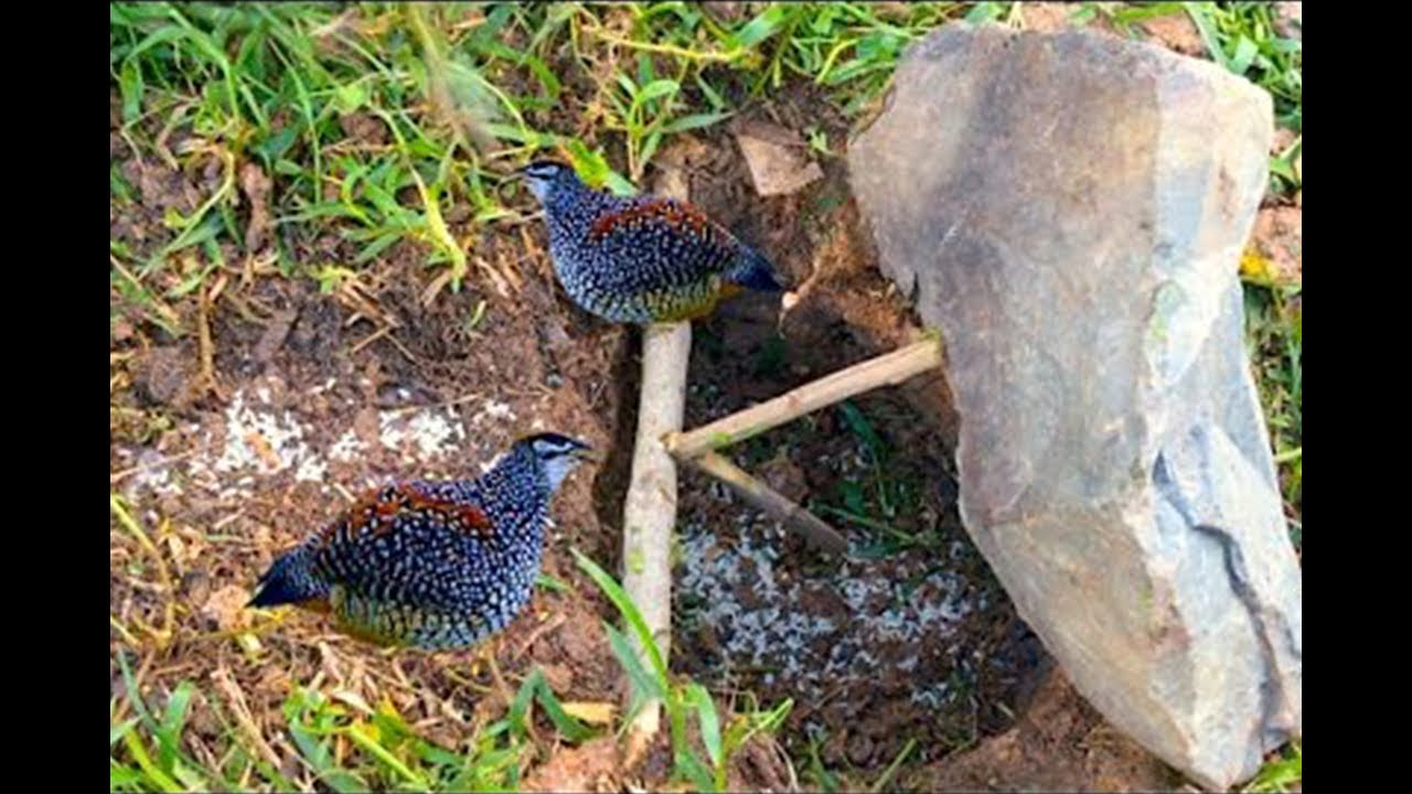 Bird Traps - Bird Traps Using Simple Tools By Fishing Man - Great Homemade Bird Trap in Village