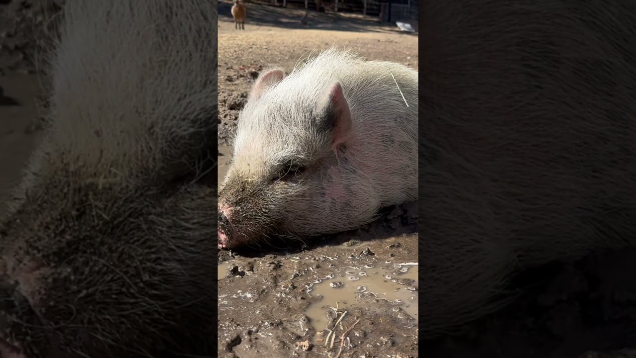 Muddy pig, is a happy pig! 