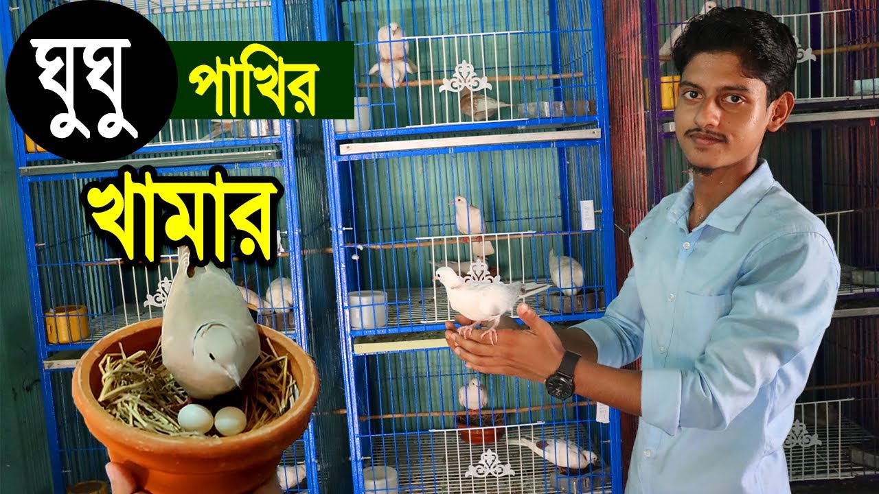 তরুণ উদ্যোক্তার অস্ট্রেলিয়ান ঘুঘু পাখির খামার। মাসে আয় ০৫ হাজার টাকা।Dove Farming Dhaka