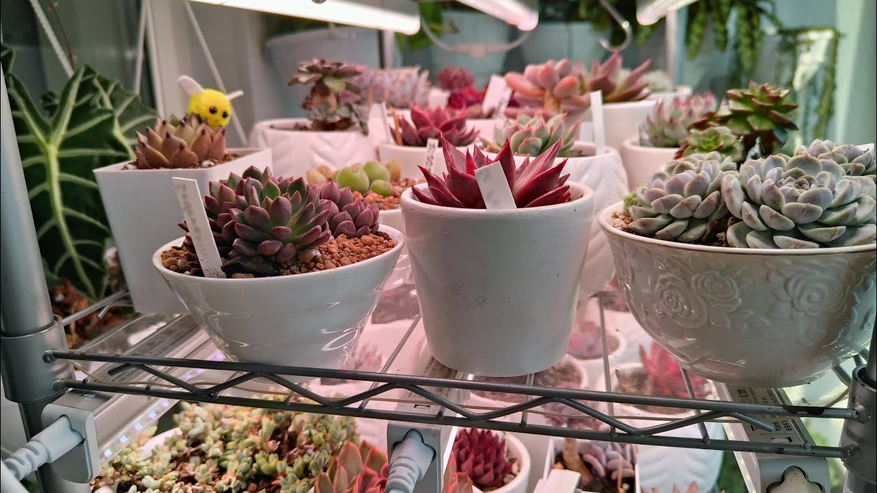 Посадка новых суккулентов. 11.05.25