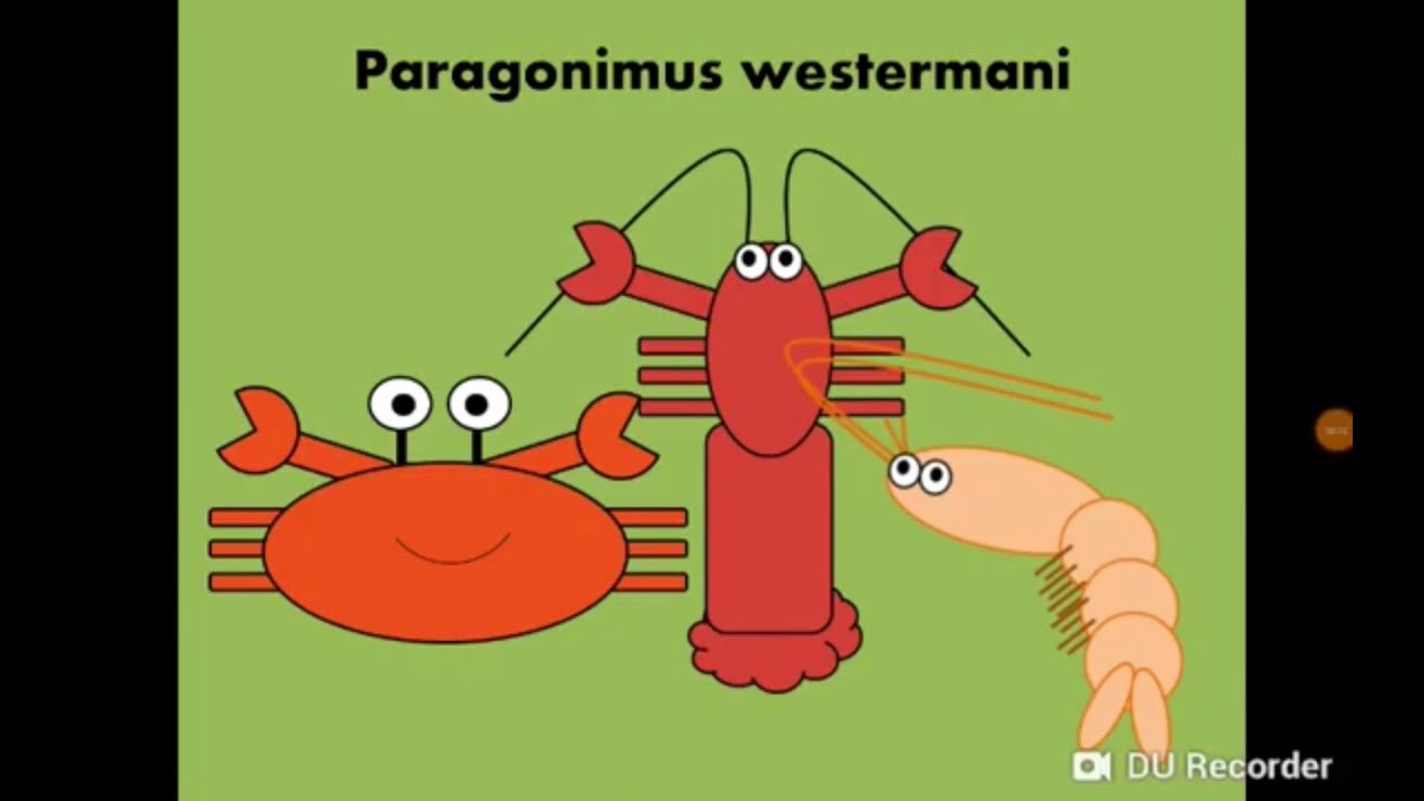 Paragonimus westermani (Lung Fluke) المثقوبة الرئوية