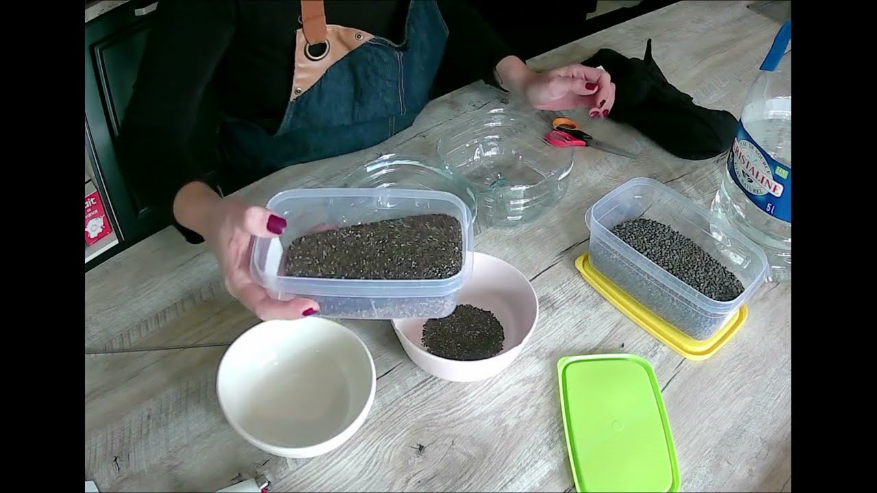 germoir fait maison et germination de graines de chia et lentilles sur 9 jours