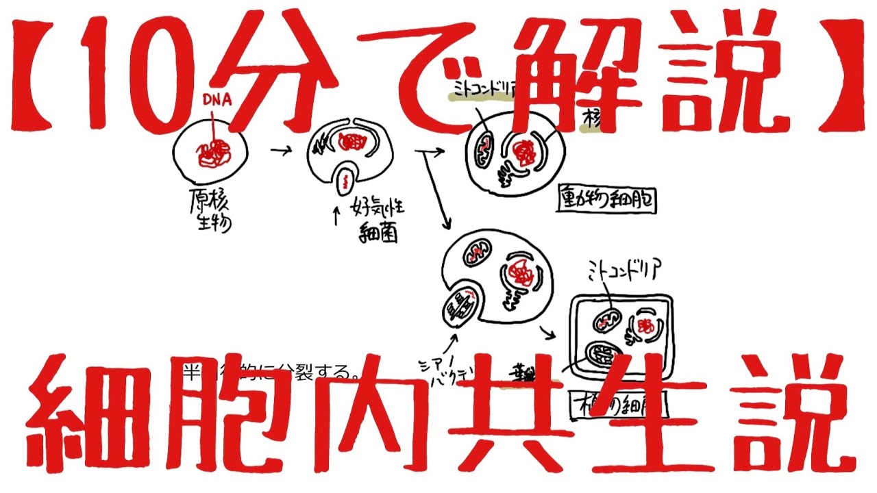 生物基礎 第1章 細胞内共生説
