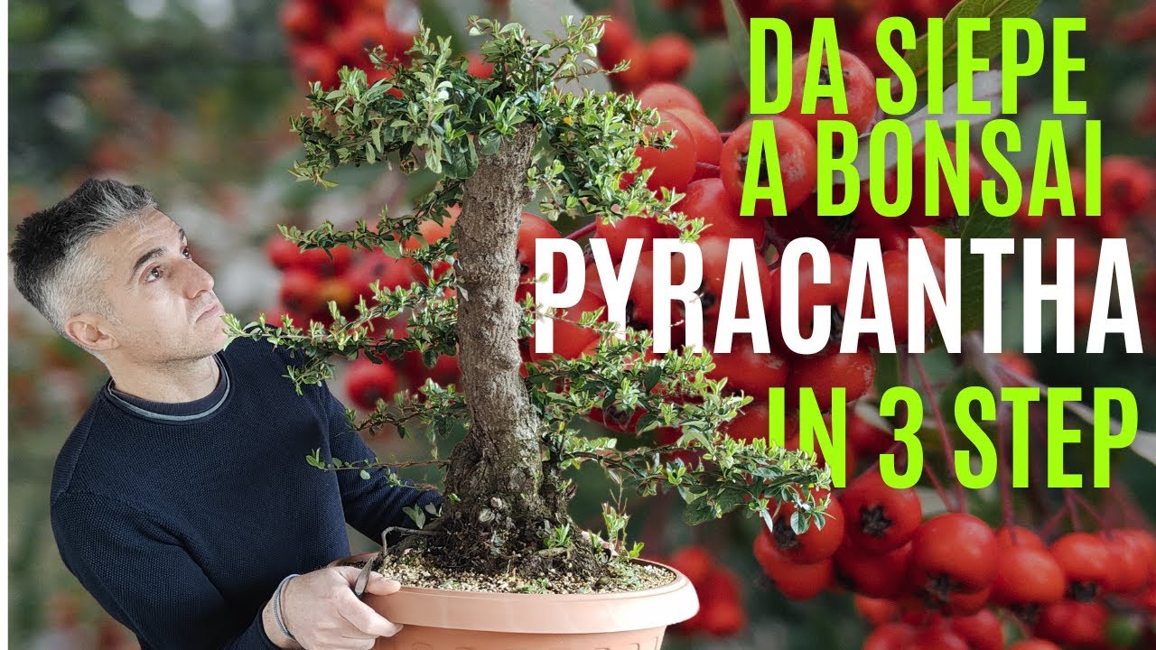 COME FARE un BONSAI di PYRACANTHA, dalla raccolta a bonsai