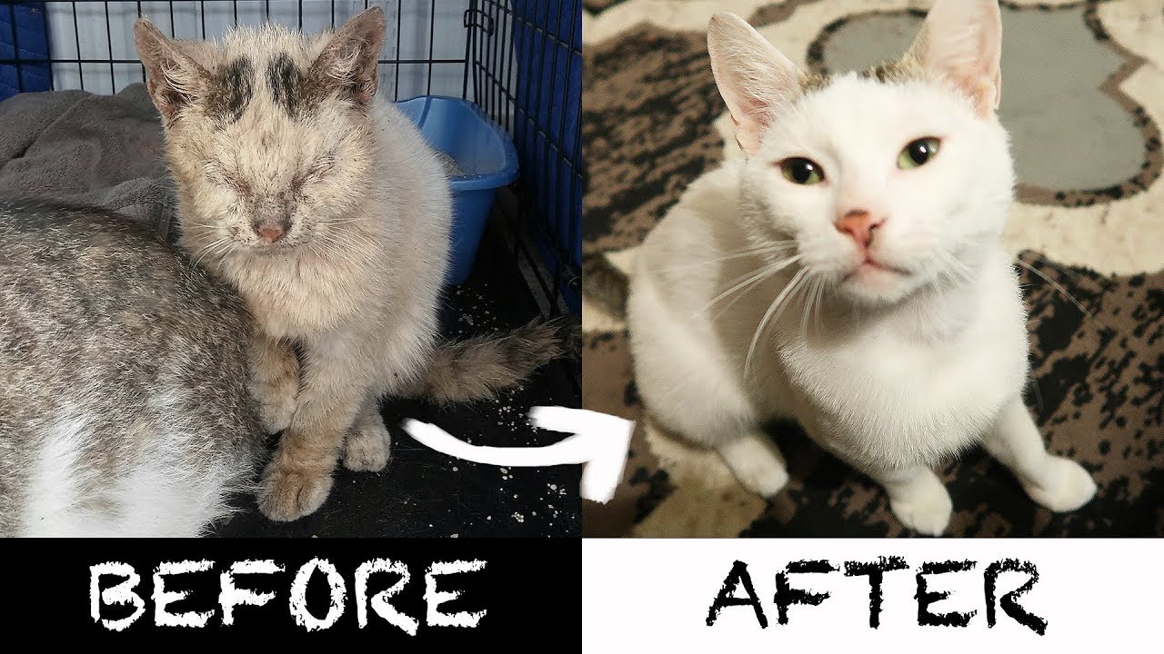 2 AMEOWZING Homeless Cat Transformations!