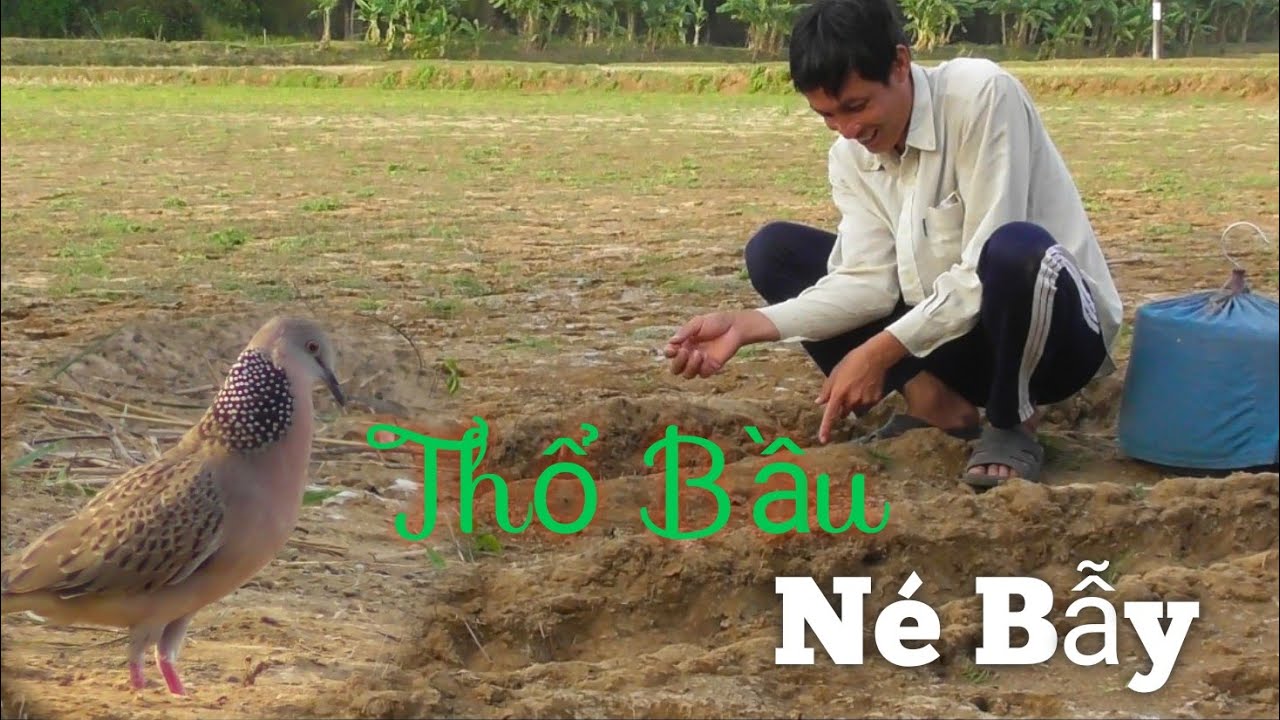 Thổ Bầu Né Giò Quá Hay || Cu Gáy Trà Vinh #duytravinh