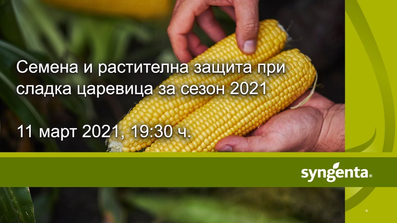 Семена и растителна защита при сладка царевица: Уебинар