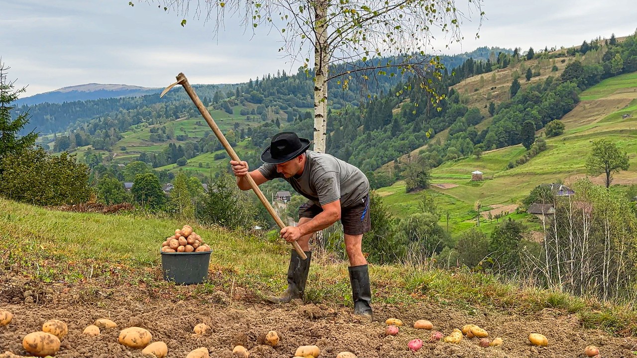 Carpathian Life and Potato Harvest in the Village