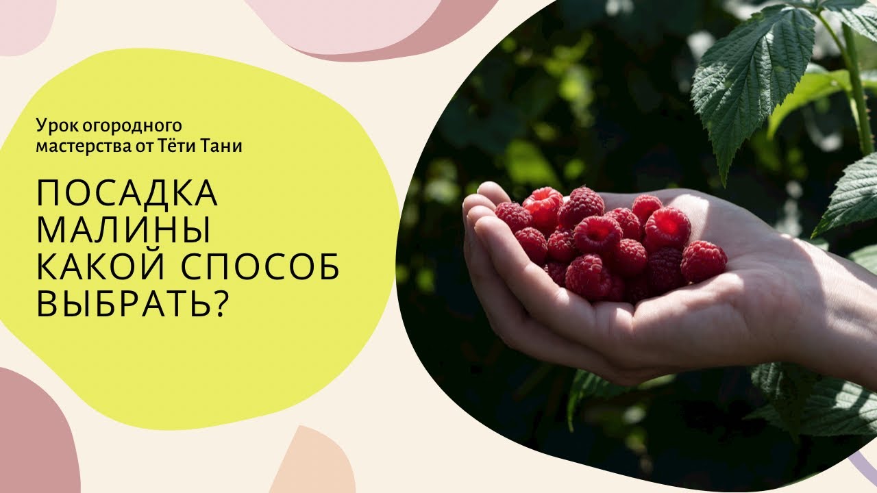 630. Посадка малины. Так по Архангельскому или по Соболеву?