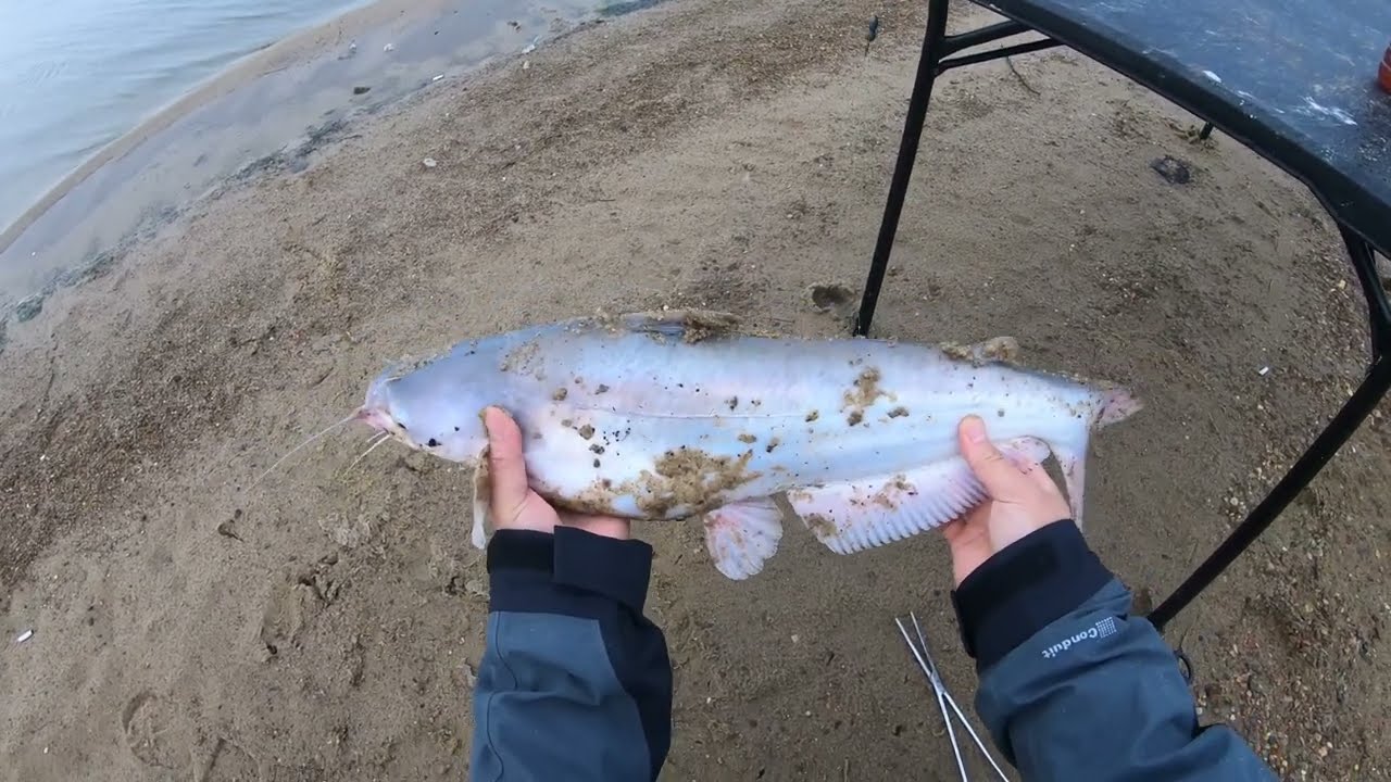 Hybrid Fishing on Lake Somerville
