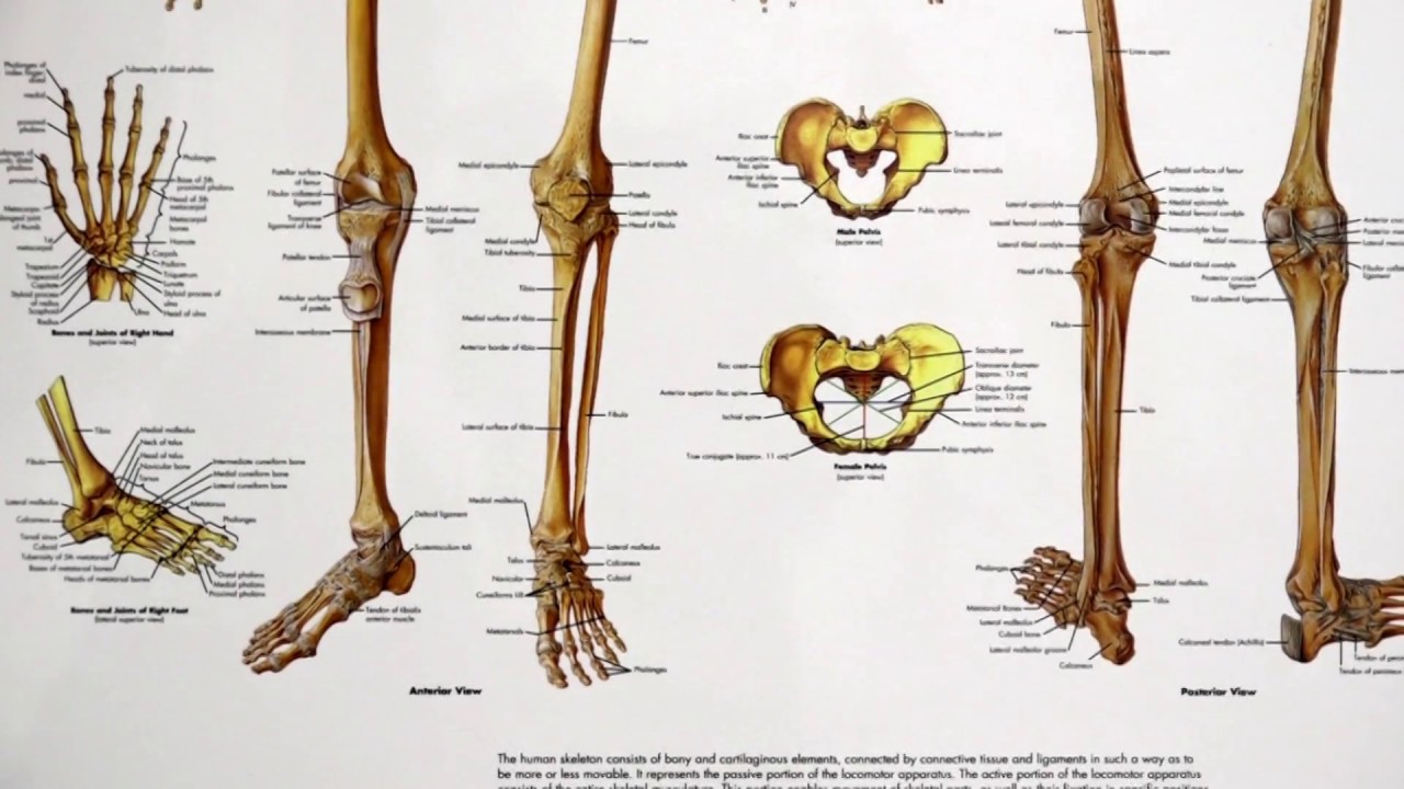 Royal Medical trajton lëndimet e ligamenteve dhe miniskuseve