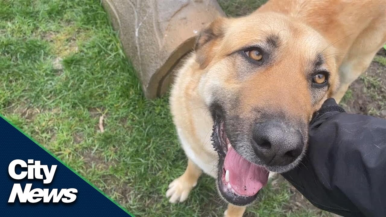 Surrey animal centre sees backlog of pets waiting to be adopted