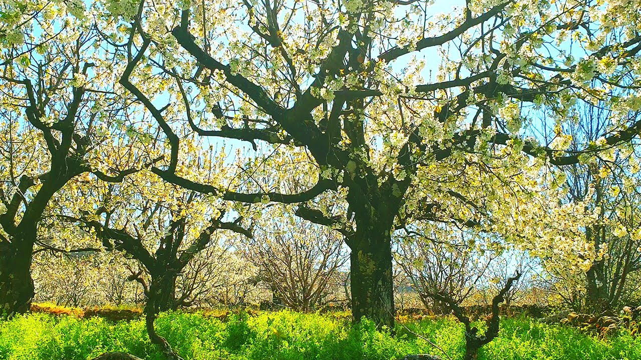 Relaxing Nature Ambience Meditation 🌸 Healing Sounds of SPRING with Cherry BLOSSOMS on a Sunny Day#3