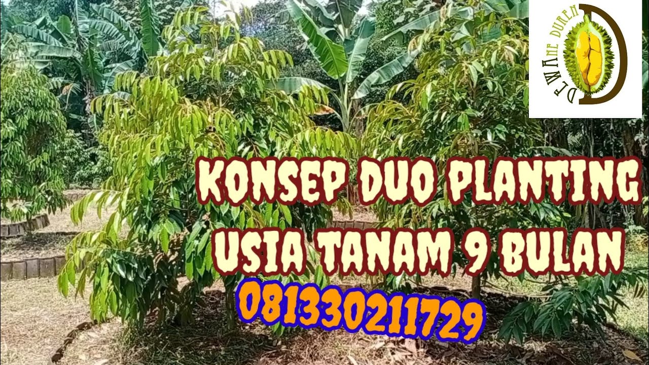 DEWAne Duren Beraksi - Konsep Duo Planting untuk Usia Tanam 9 Bulan, Begini Caranya❗❗