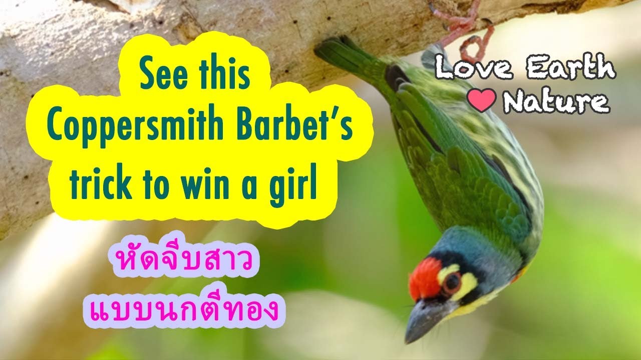 โมเม้นต์น่ารักๆ ของนกตีทอง RELAX AND WATCH COPPERSMITH BARBETS LOVELY MOMENTS