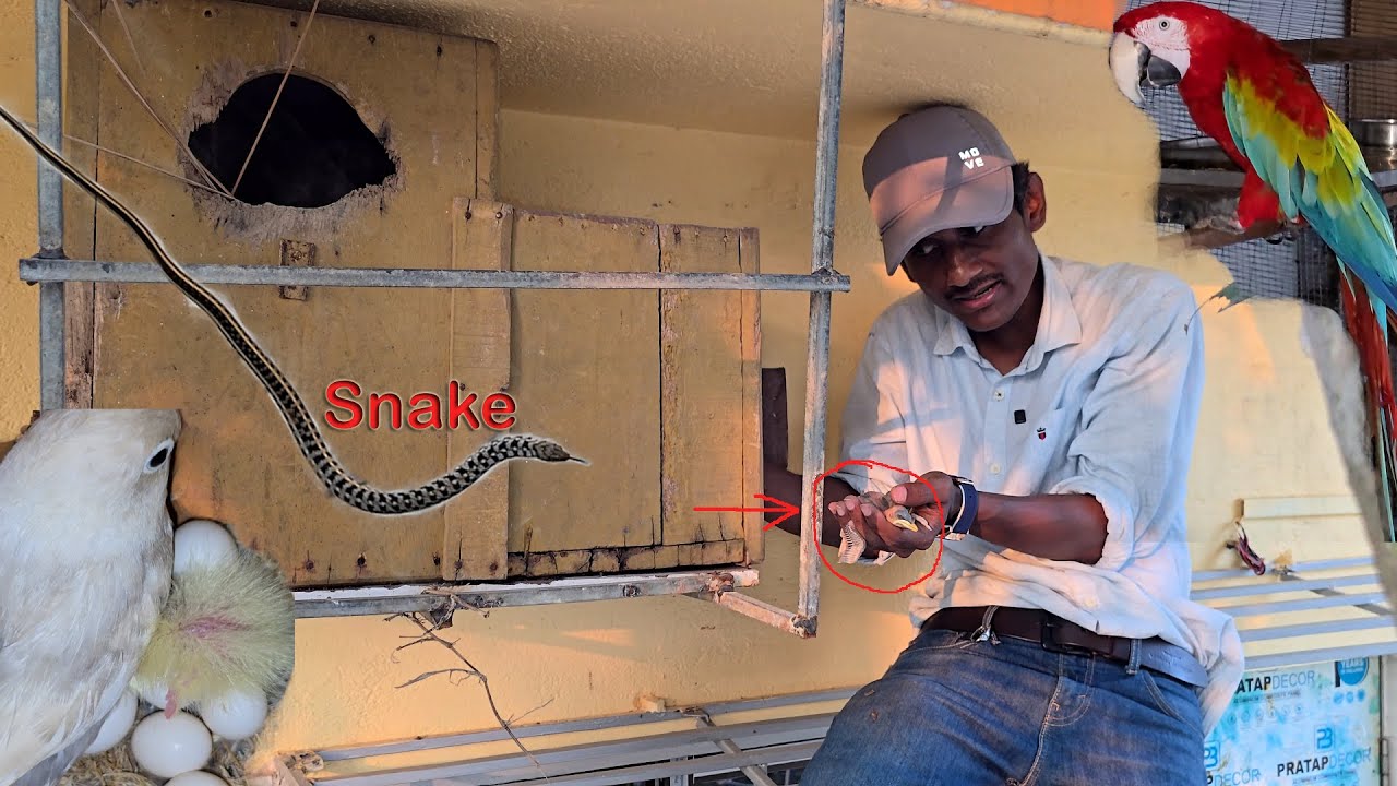 Snake Shells In The Bird Nest Box / Cockatoos And Macaws At Our New Farm.