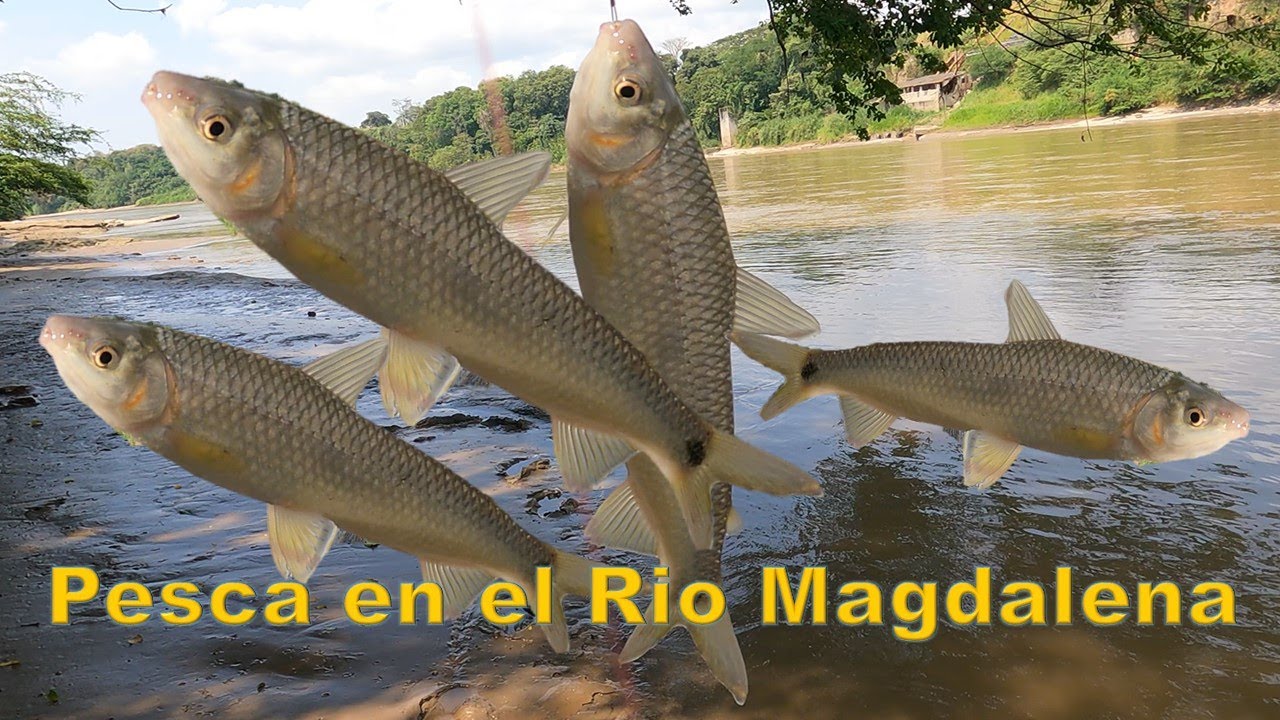 Rio Magdalena, pesca cerca a Bogotá
