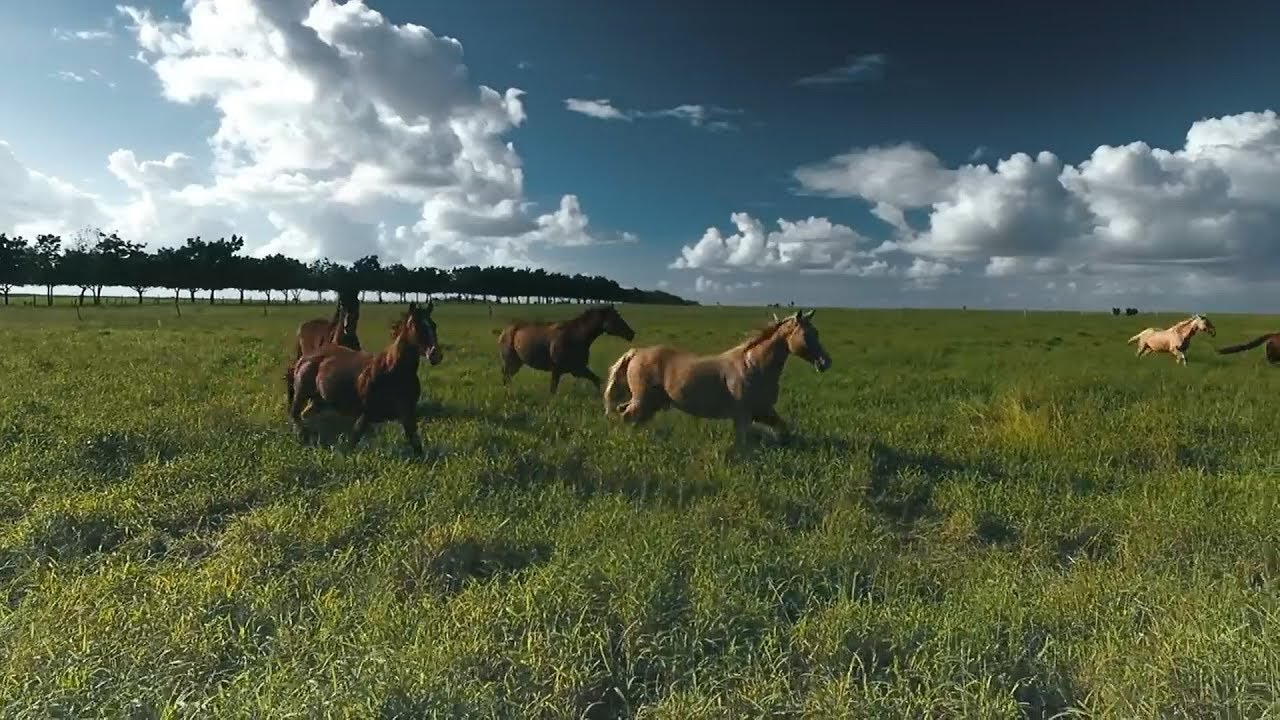 Trio Parada Dura e Zé Neto & Cristiano - Vivendo Aqui No Mato (webclipe)