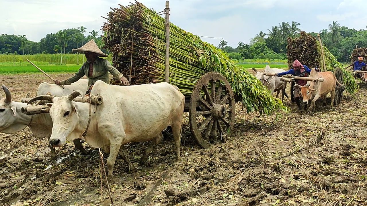 Cows have pulled jute in knee-deep mud // Jute transpart system // Bullock Cart videos