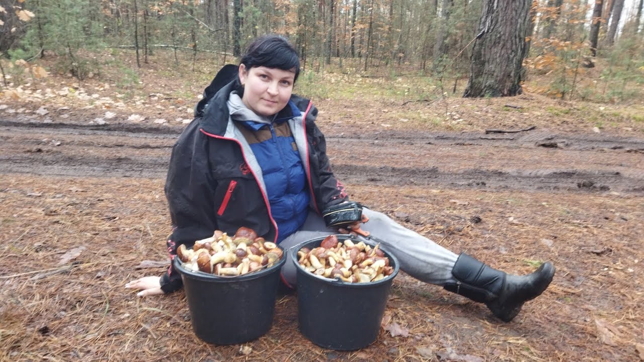 Збираємо Гриби у Листопаді. Сезон Продовжується
