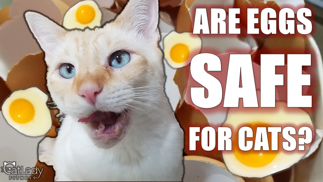 Can CATS eat eggs? Can cats eat RAW eggs?! - Cat Lady Fitness