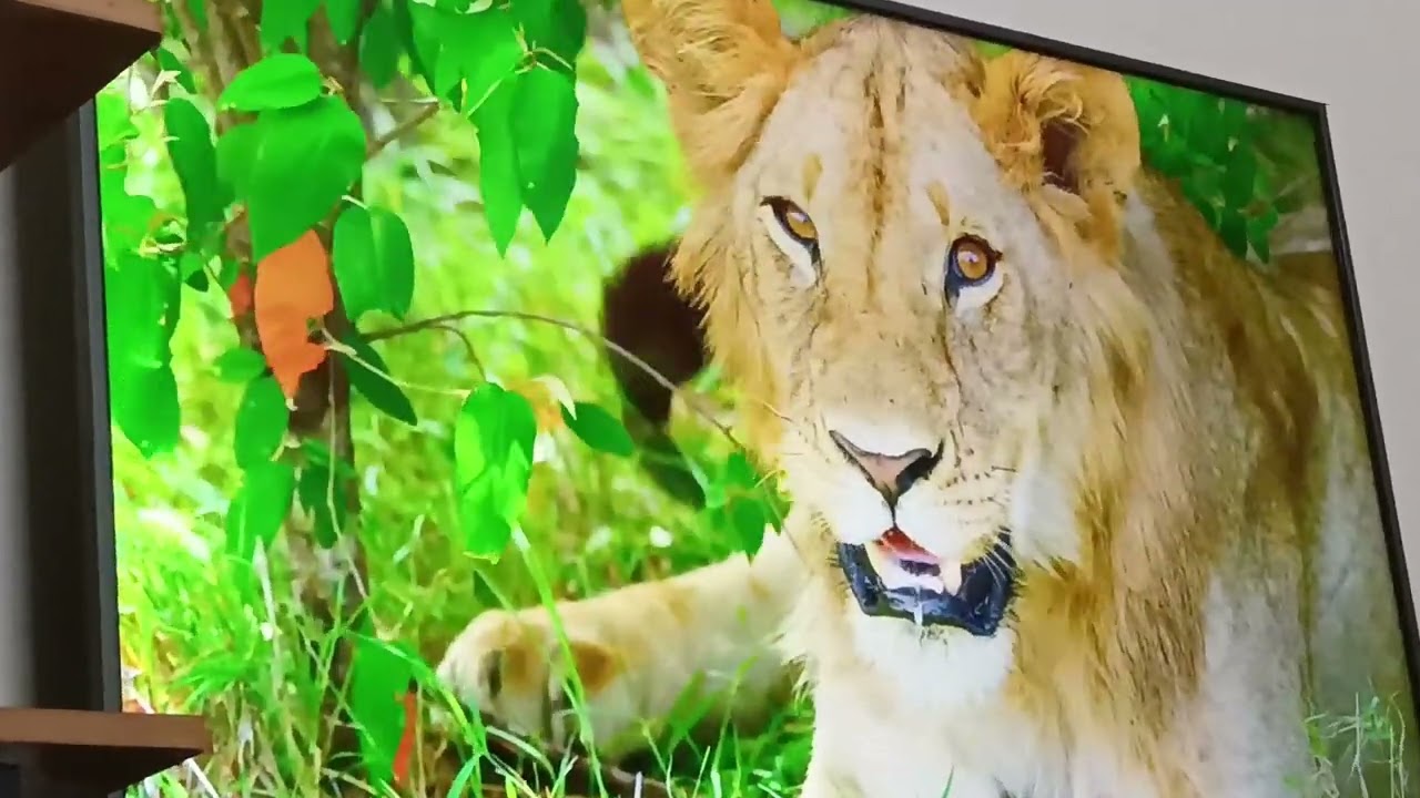 Vu premium android tv 4K screen quality test!😃