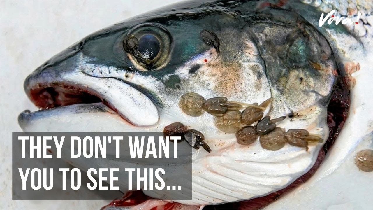 Here's What Really Goes on in UK Salmon Farms
