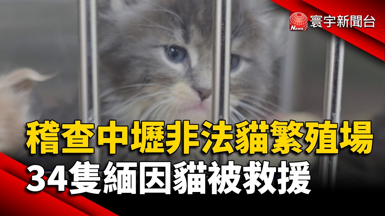 稽查中壢非法貓繁殖場 34隻緬因貓被救援｜#寰宇新聞