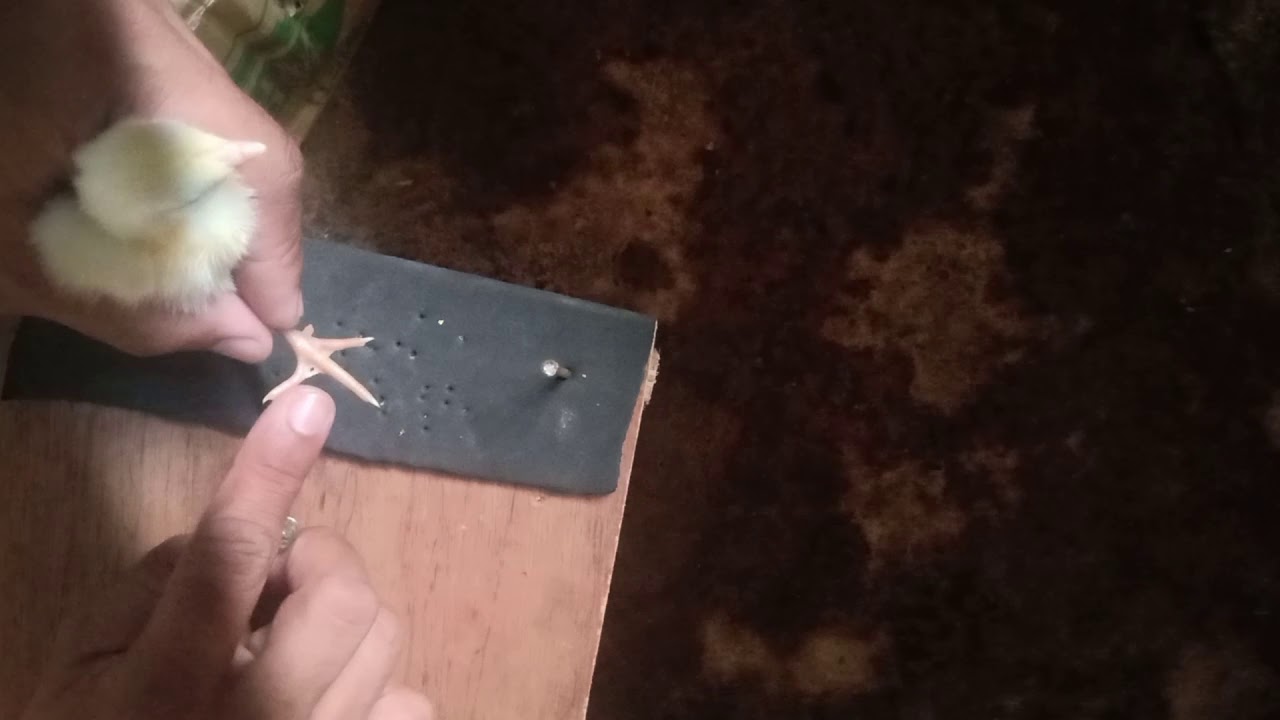 pag mamarking sa paa ng sisiw, mura at madaling paraan (chick toe marking, cheap and easy)